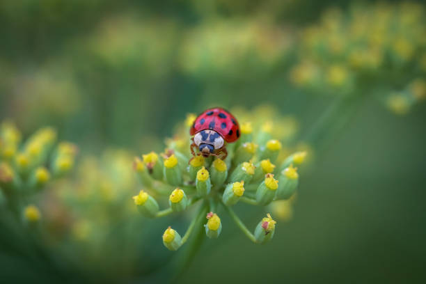 Ladybug On A Yellow Flower stock photo