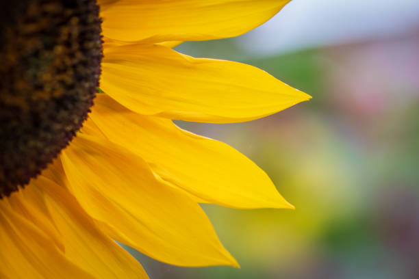 Sunflower In The Garden stock photo