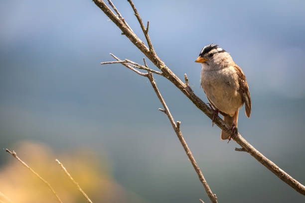 Sparrow Perched On A Tree Branch stock photo
