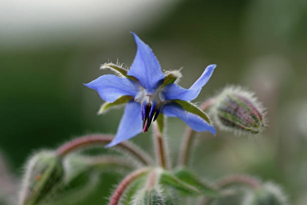 istock Blue herb borage flower in close up 1660249025