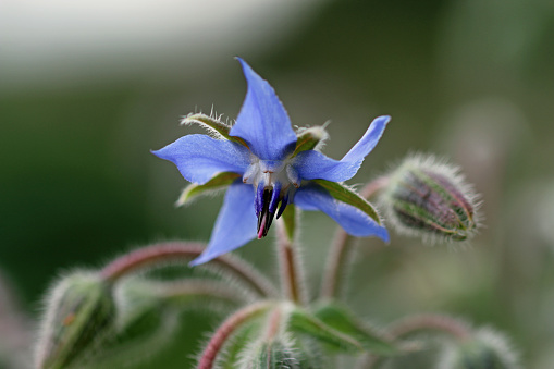 Blue herb borage, Borago officinalis, flower in close up with a blurred background of leaves and flowers.