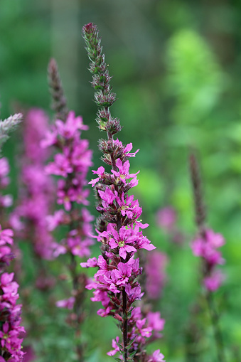 Purple loosestrife, Lythrum salicaria, flower spikes with a blurred backgound of leaves and flowers.