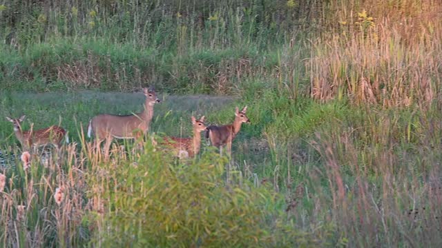 Two Does and Three Fawns