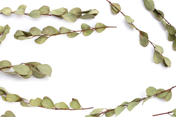 istock Dried eucalyptus leaves on white bakcground. 1660251858