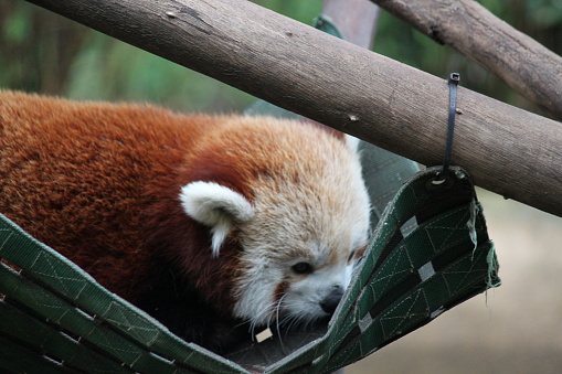 Red Panda bear, Ailurus Fulgens, animal.