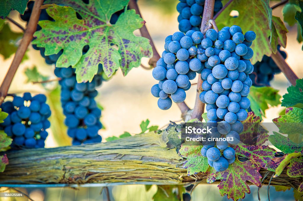 Uvas para vinho tinto, Brunello Di Montalcino, Toscana - Foto de stock de Montalcino royalty-free