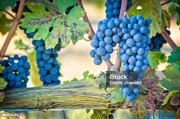 Foto de Uvas Para Vinho Tinto Brunello Di Montalcino Toscana e mais fotos de stock de Montalcino