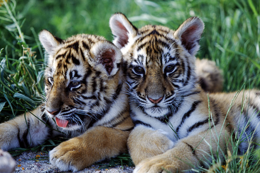 Tiger cubs are born blind and are completely dependent on their mother. Newborn tiger cubs weigh between 1.75 to 3.5 pounds and their eyes will open sometime between six to twelve days.