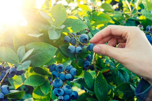 There are ripe summer blueberries, a healthy breakfast.