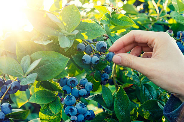 Blueberry picking in early morning stock photo