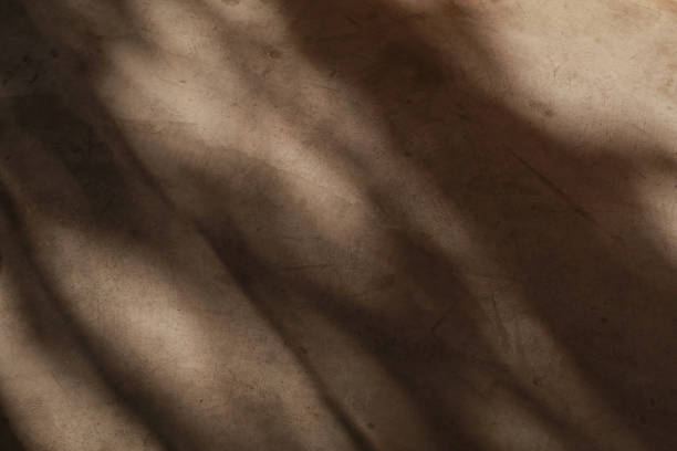istock Sunlight shadow on white plaster wall from the window and vegetation on wall. Minimal abstract background and texture. 1660259298