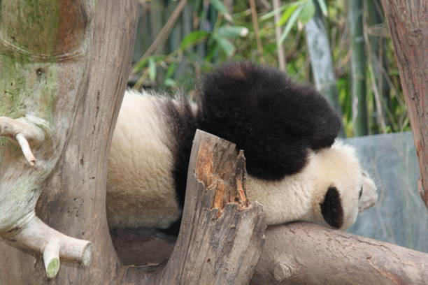 120+ Giant Panda Lying Down Stock Photos, Pictures & Royalty-Free