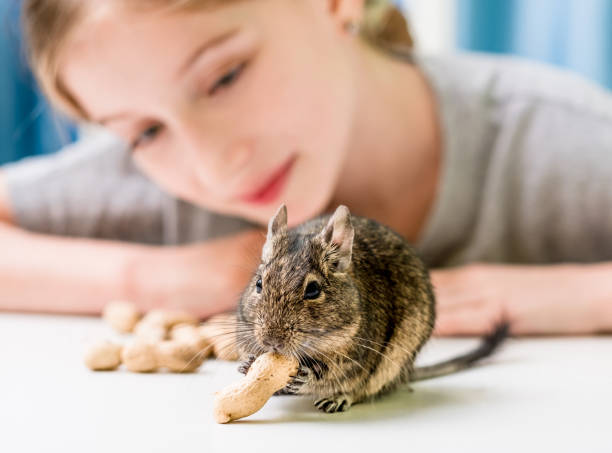 istock Young girl observe the degu squirrel 1660269279