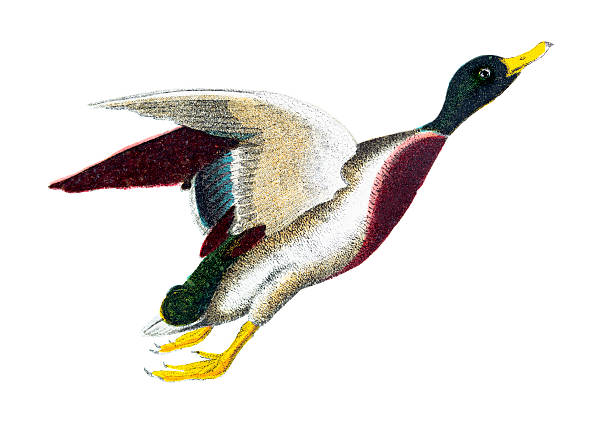 Flying Duck - Hand Coloured Engraving Flying duck - Hand Coloured Engraving engraving engraved image hand colored nature stock illustrations