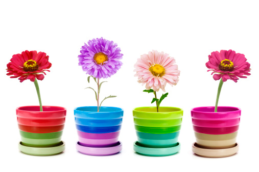 four flowers in ceramic pots isolated on white
