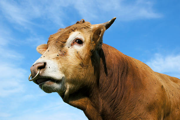 Portrait of a bull.