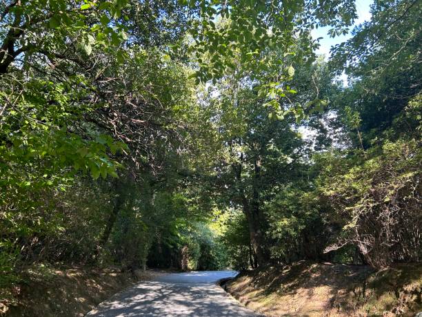 istock Forest road in Arashiyama, Kyoto 1660297621