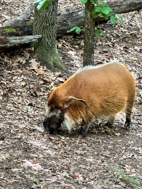 istock Red river hog animal nosing for food 1660298757