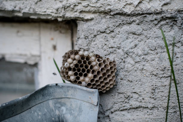 istock Wasp Nest Found in Basement Window Well 1660314019