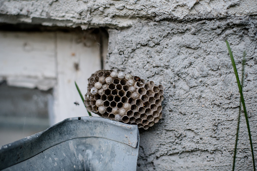 a wasp nest takes residence in a basement window well, emphasizing the importance of vigilance in keeping homes pest-free.