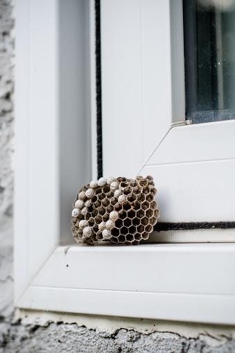 up close and personal with a wasp nest on a windowsill, highlighting the importance of pest control strategies in managing these backyard pests.