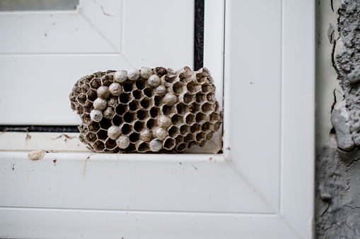 up close and personal with a wasp nest on a windowsill, highlighting the importance of pest control strategies in managing these backyard pests.