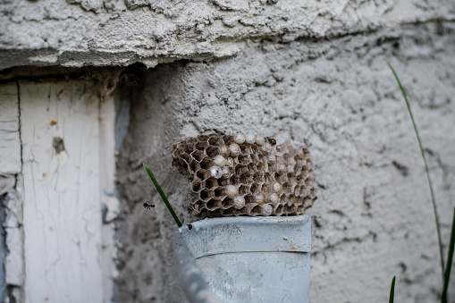 a wasp nest takes residence in a basement window well, emphasizing the importance of vigilance in keeping homes pest-free.
