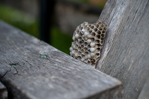 A close-up view of a wasp nest hidden beneath a wooden picnic table sheds light on the need for pest control during outdoor gatherings, ensuring safety and enjoyment.