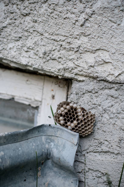 istock Wasp Nest Found in Basement Window Well 1660316617