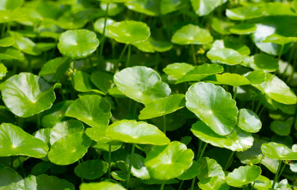 istock Centella asiatica (gotu kola). Fresh green leaves herb background. 1660316640