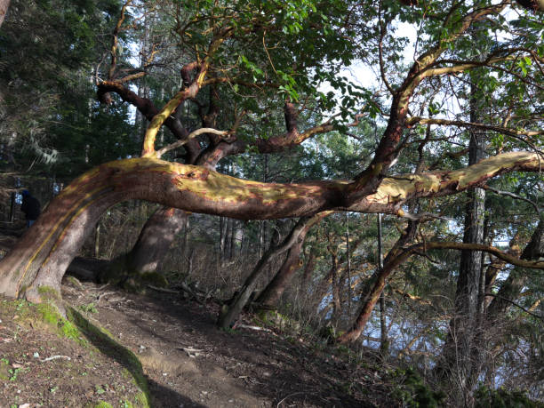 Natural parkland on Vancouver Island
