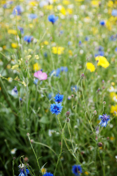 istock Summer meadow of british wildflowers 166032005