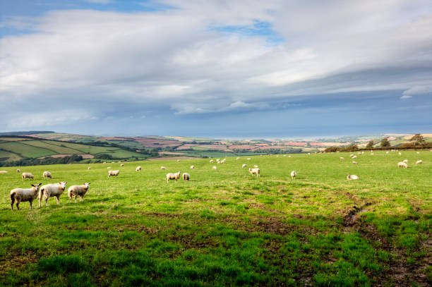 ovejas en otoño de exmoor en - exmoor national park fotografías e imágenes de stock