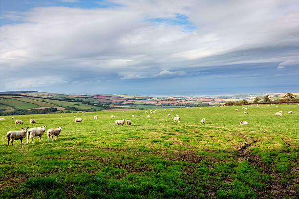 owce na exmoor w jesiennym - exmoor national park zdjęcia i obrazy z banku zdjęć