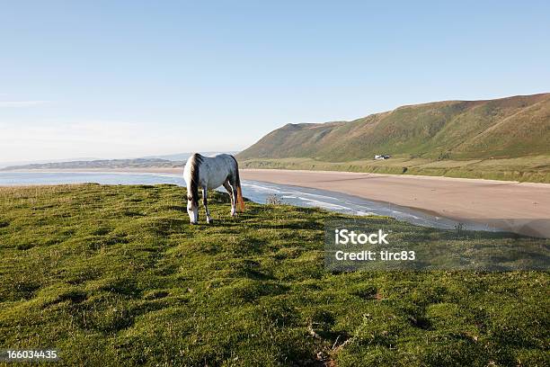 Cavalo Branco No Grassy Ponta - Fotografias de stock e mais imagens de Animal - Animal, Ao Ar Livre, Azul