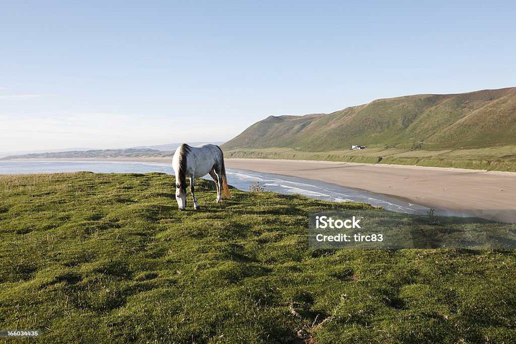 Белая лошадь на grassy Мыс - Стоковые фото Без людей роялти-фри