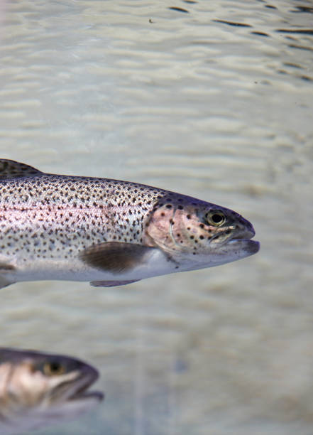 istock Trout swimming in water 166034475