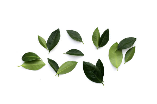 istock Citrus leaves on a white background. 1660355019