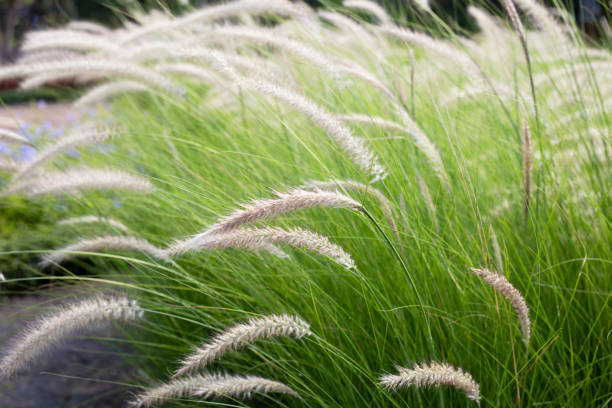 istock Fountain grass or pennisetum alopecuroides 1660369112