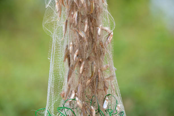 istock fish caught in the fisherman's net 1660385397