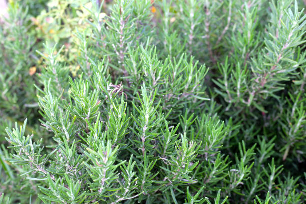 istock Fresh rosemary herb growing in the garden 1660389173