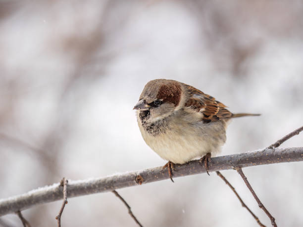 istock Sparrow sits on a branch without leaves. 1660394748
