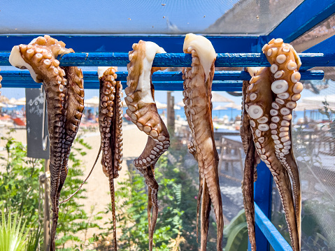 Freshly caught Octopus hanging and drying by natural air in a wooden box with insect protective grid on the beach and exposed to the summer sun at a typical traditional taverna in Greece. Travel and food background.