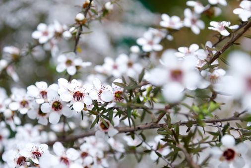The Manuka flower in bloom on a Tea Tree in soft focus.