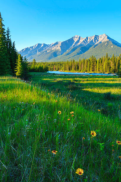 Mountain, river, and meadow, Kootenay National Park, Canadian Rocky Mountains