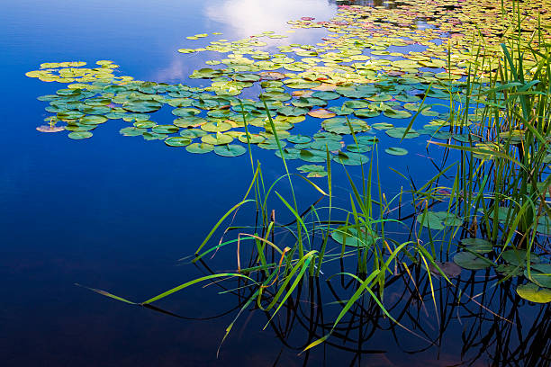long pond, maine, tiefblaue wasser des lake, lily pads, beobachten - water lily lily water water garden stock-fotos und bilder
