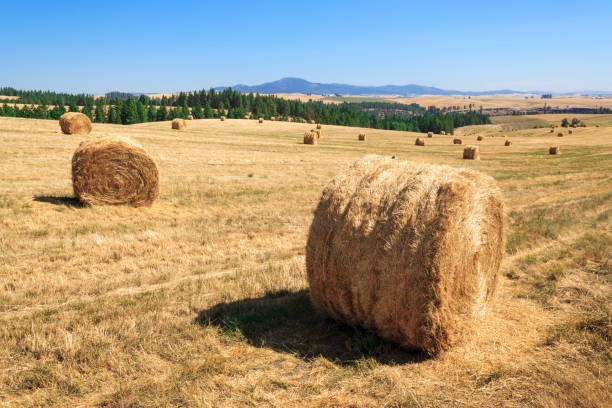 istock hay rolls and rolling countryside near Spangle, Washington 166041560