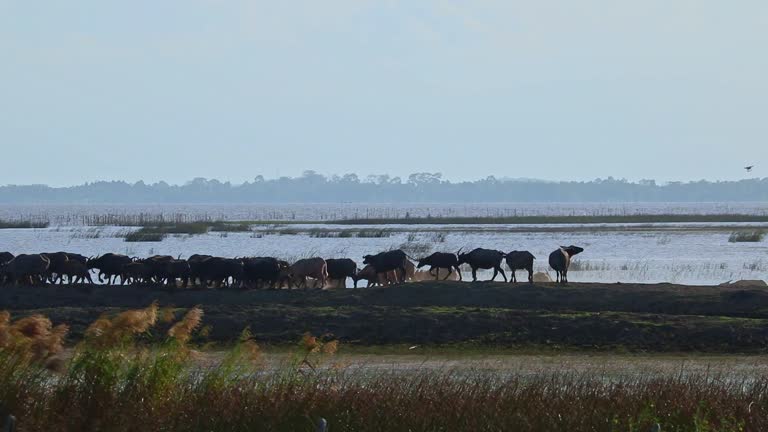 scenery view water buffalo herds live in swamps feeding by diving.