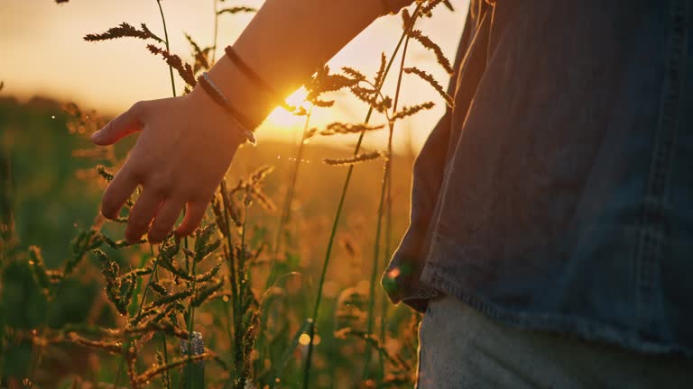 SLO MO Close-up of Agronomist Walking while Touching Crops Growing in Agricultural Field at Sunset