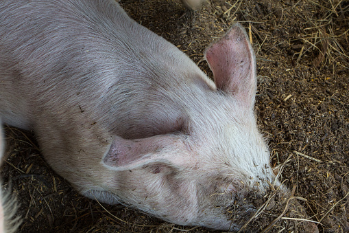 Farm Animals in their Enclosure